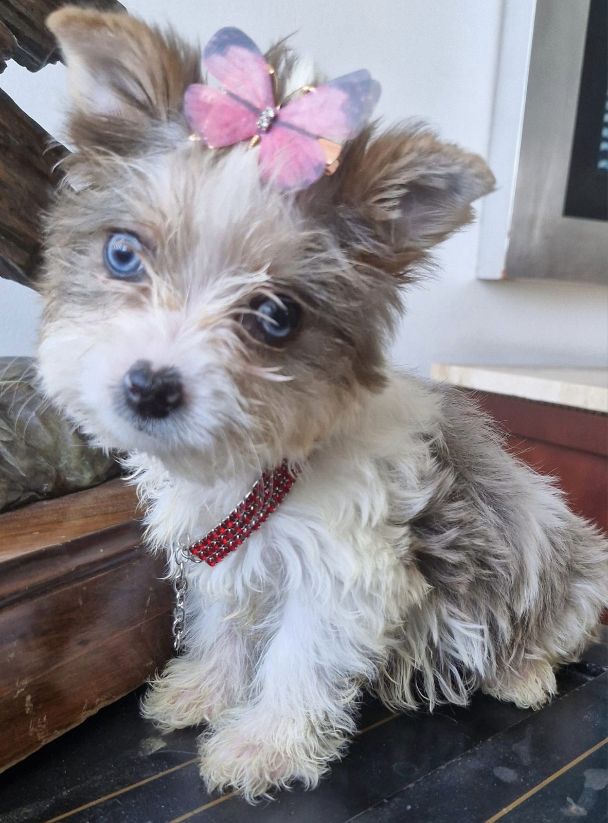 Mable the Yorkie