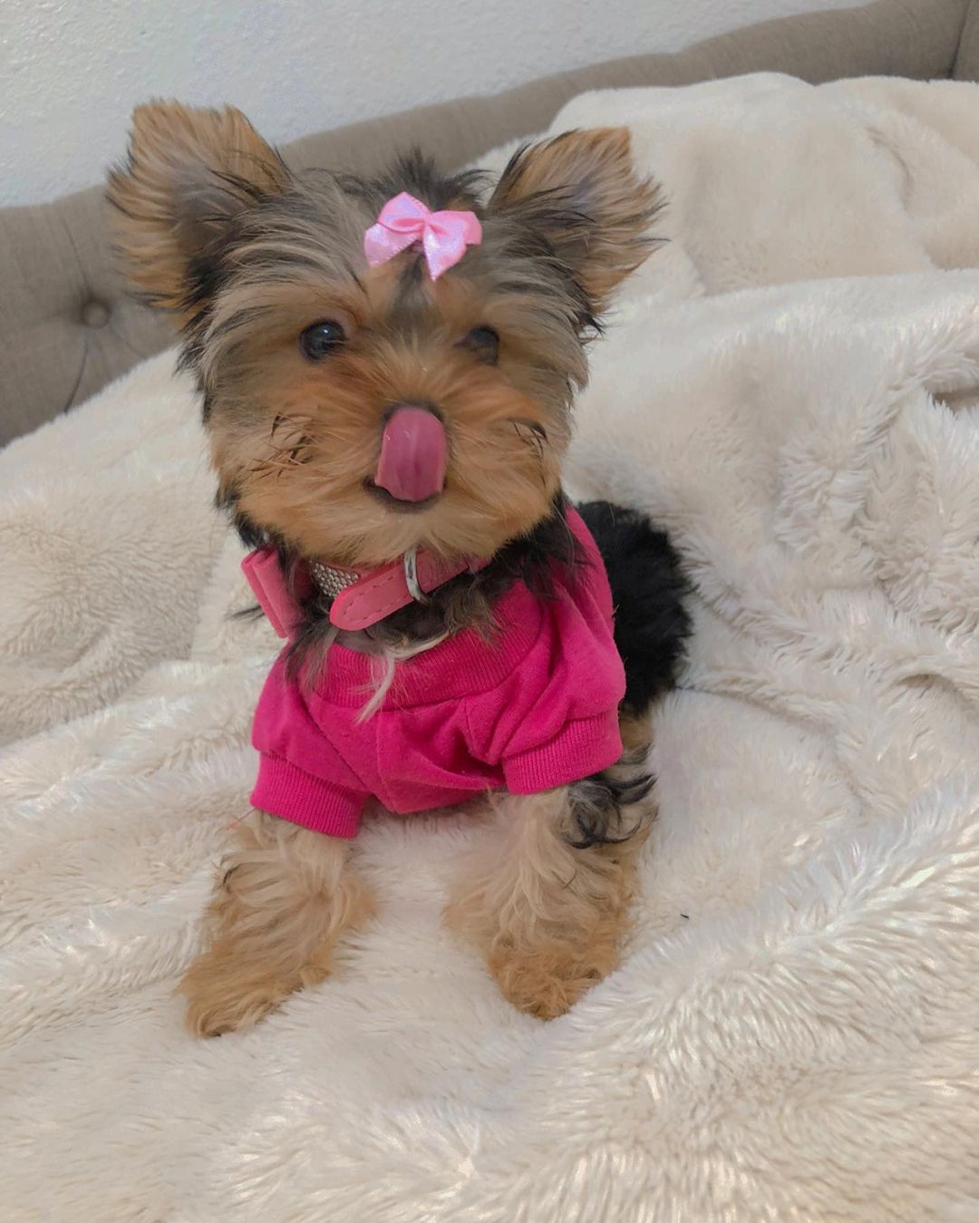SADIE