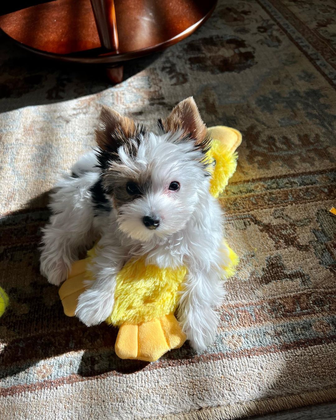 Lily the Yorkie